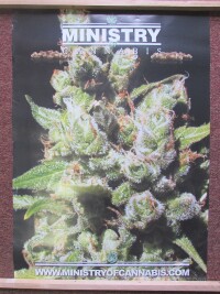 anonym, , Ministry of Cannabis 1, 0
